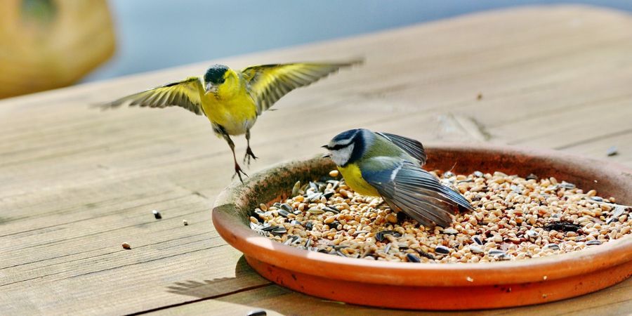 Applewood Nursery & Landscaping - Birdseed