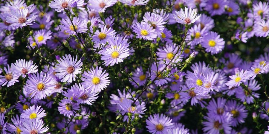 Applewood Nursery & Landscaping - Aster