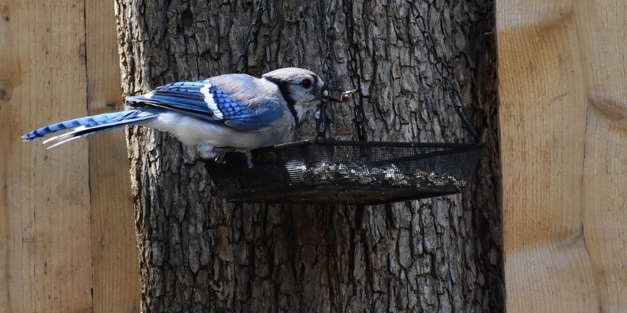 Applewood Nursery & Landscaping - Blue Jay