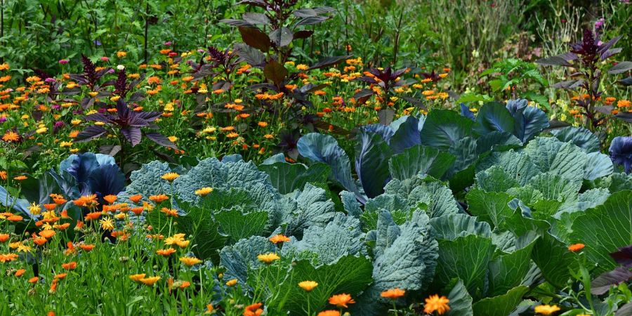 applewood nursery & landscaping - companion planting