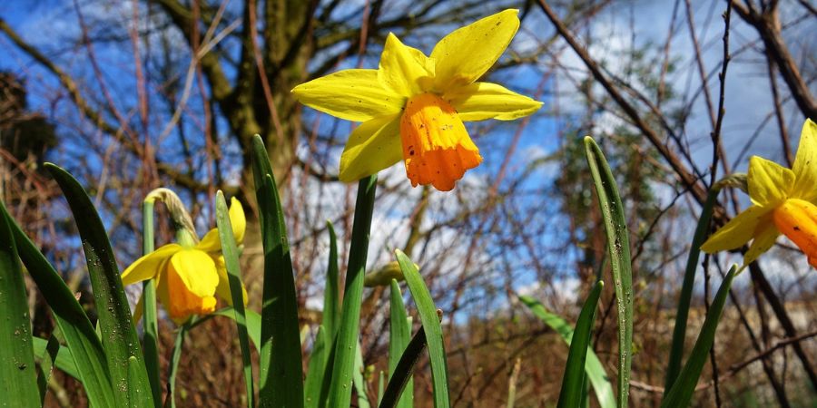 spring flowers