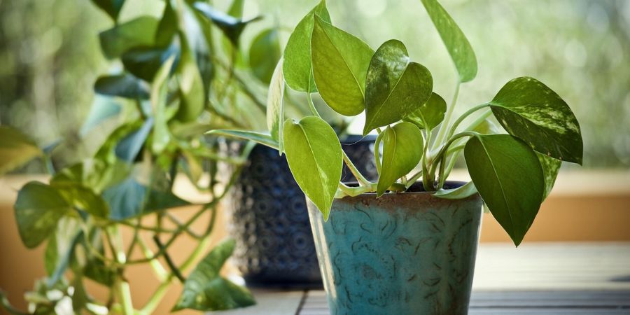 indoor gardening