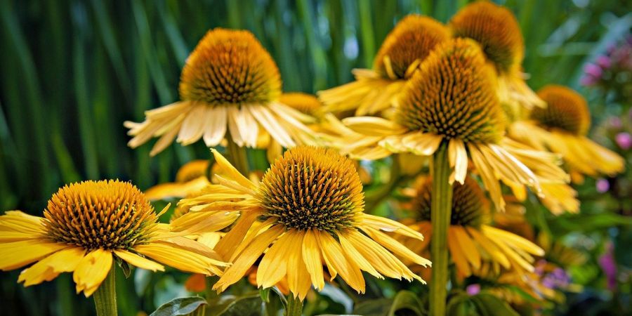 Landscaping with Native Plants in Minnesota