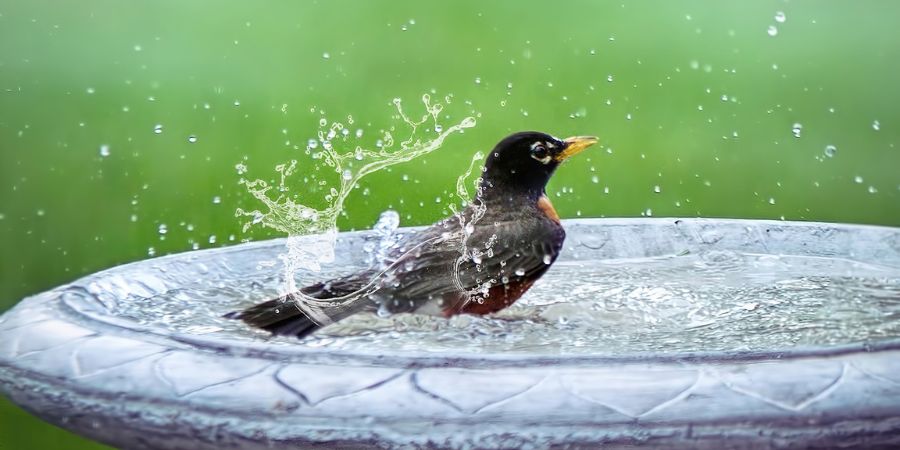 Bird-Friendly Landscaping