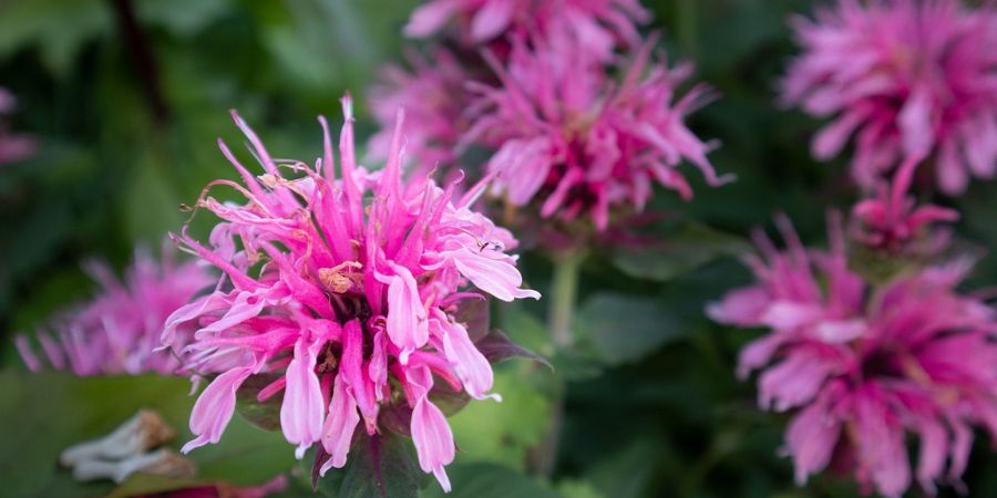 Growing a Minnesota Wildflower Garden