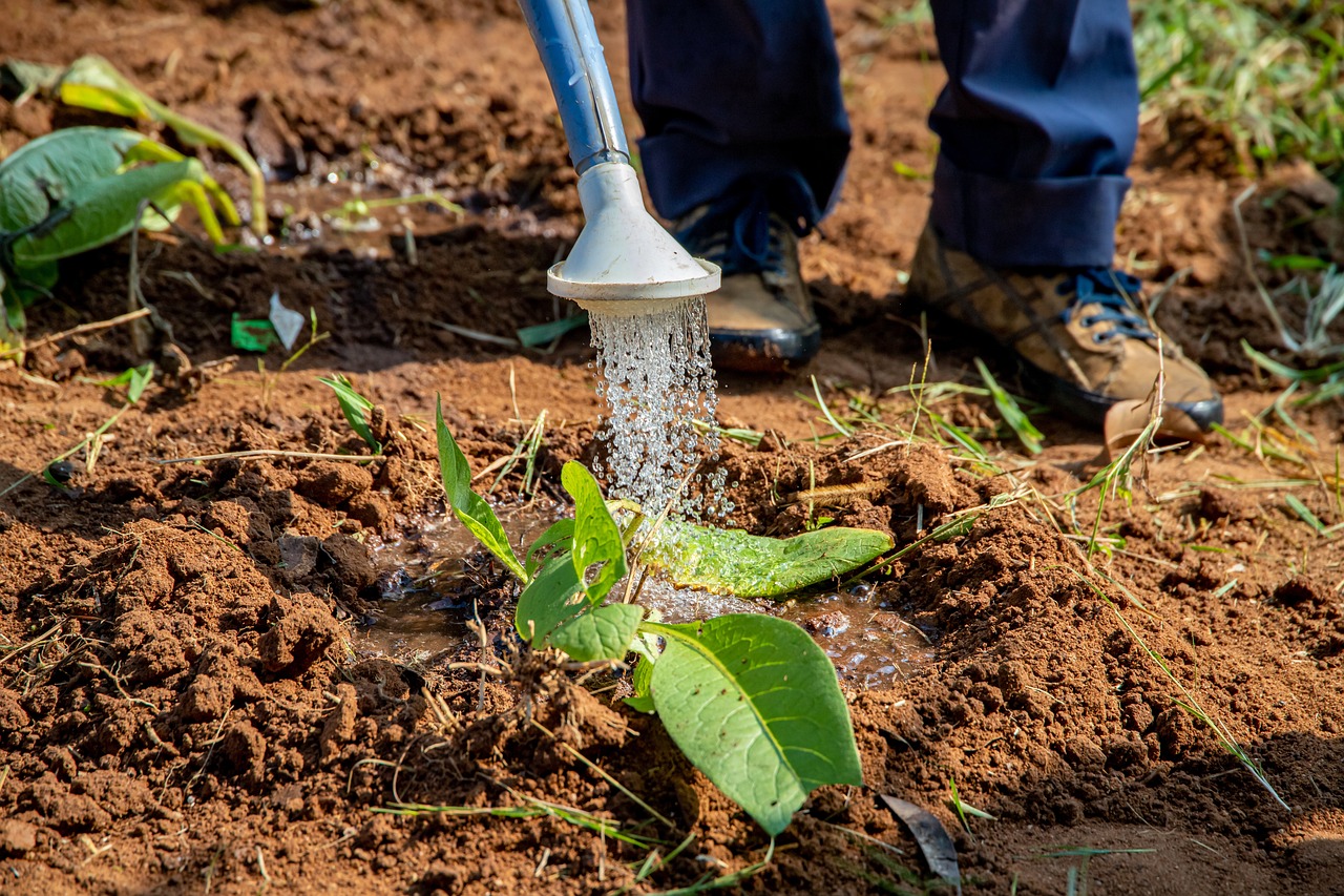 irrigation