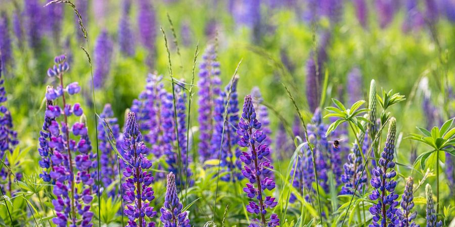 Minnesota Plants - Wild Lupine