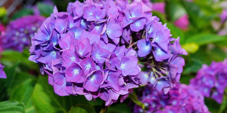 Minnesota Hydrangea