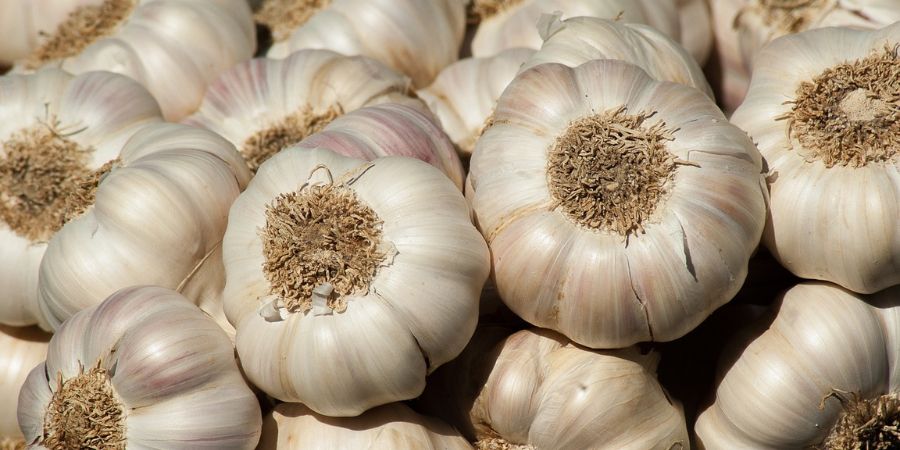 Growing Garlic In MN