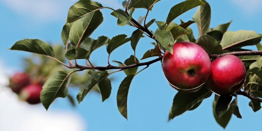 Applewood Nursery & Landscape Supply Apple Trees