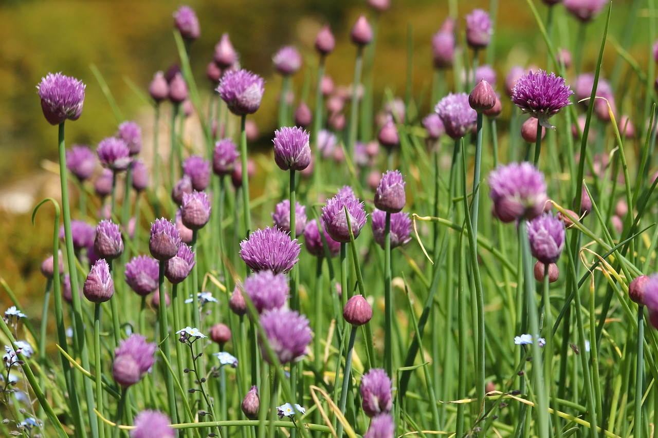 chives