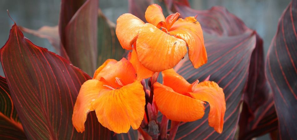 canna lily