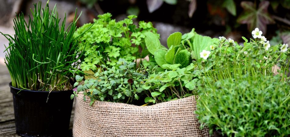 herb garden