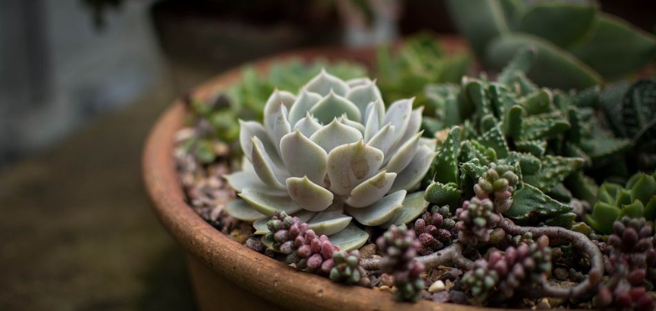 succulent care