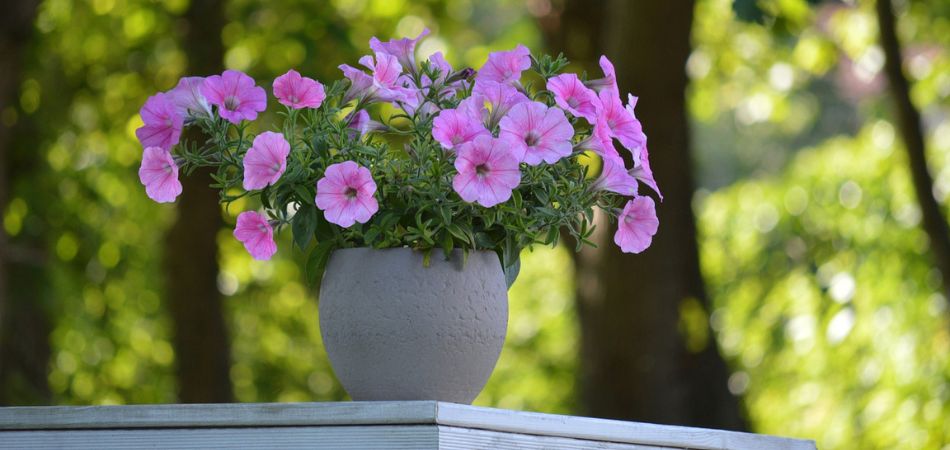 container gardening in MN