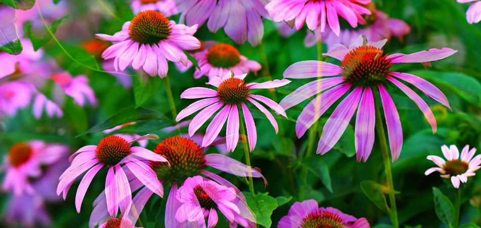 coneflower