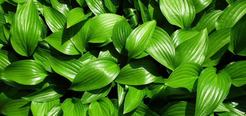 hosta