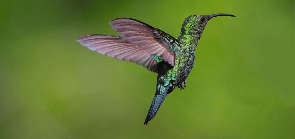 hummingbird