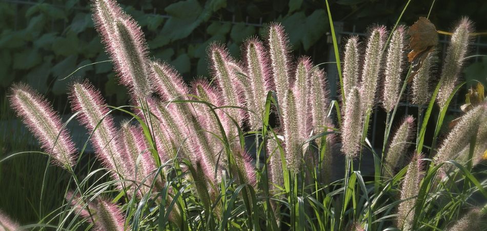 ornamental grass