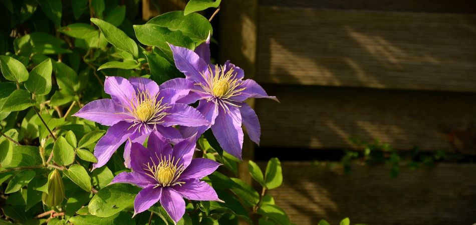 clematis