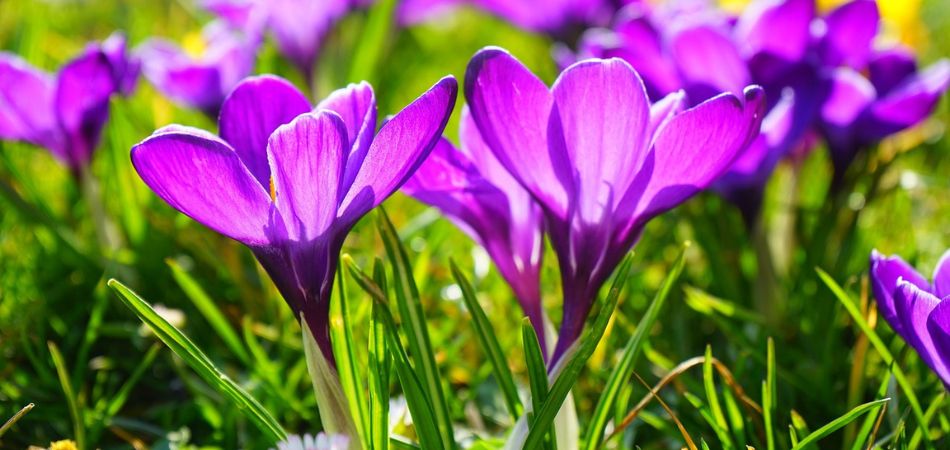 crocus