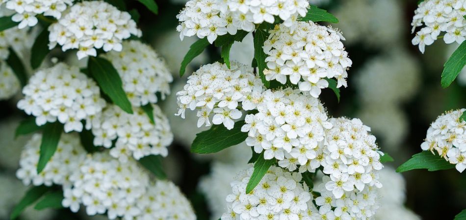 Spirea