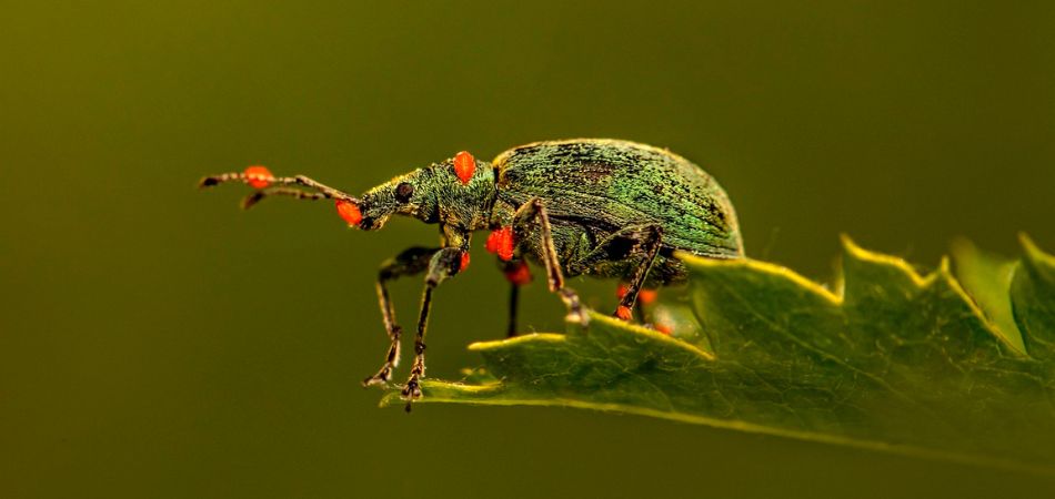 weevil