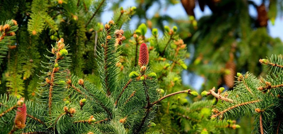 Growing Evergreen Trees In Minnesota - Applewood Nursery & Landscape Supply