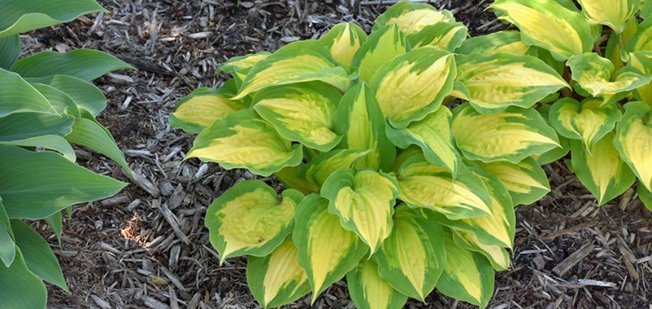 island breeze hosta