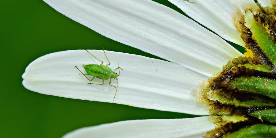 aphid