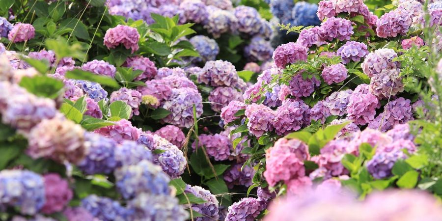 hydrangea