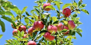 Caring For Fruit Trees In Minnesota: Tips And Varieties - Applewood 