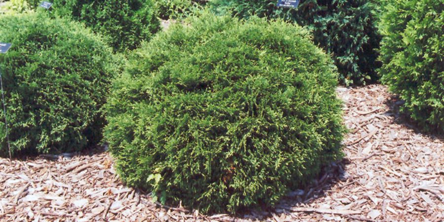 arborvitae