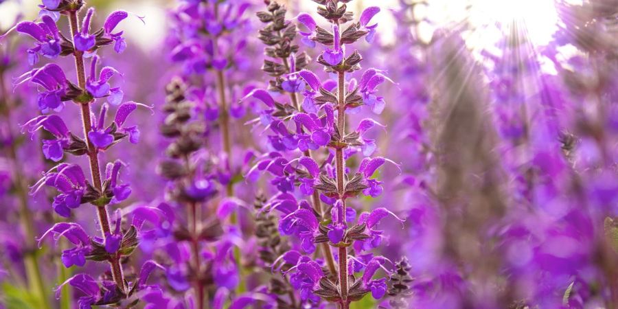 Salvia: A Guide To Growing And Caring For This Versatile Garden Gem 