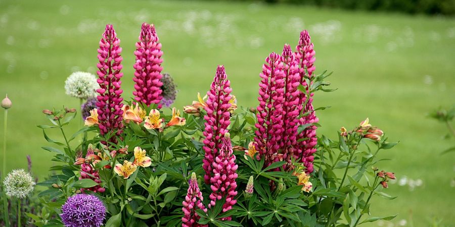 lupine