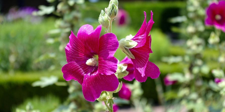 hollyhock`