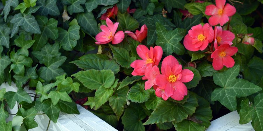 begonia