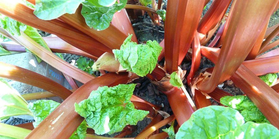 rhubarb