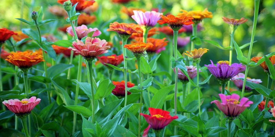 zinnias