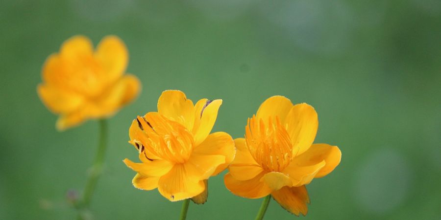 globeflower