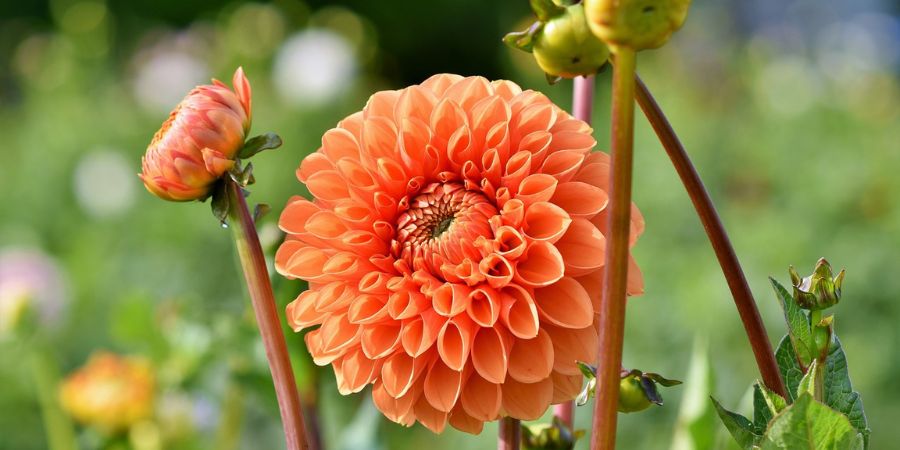 orange dahlia