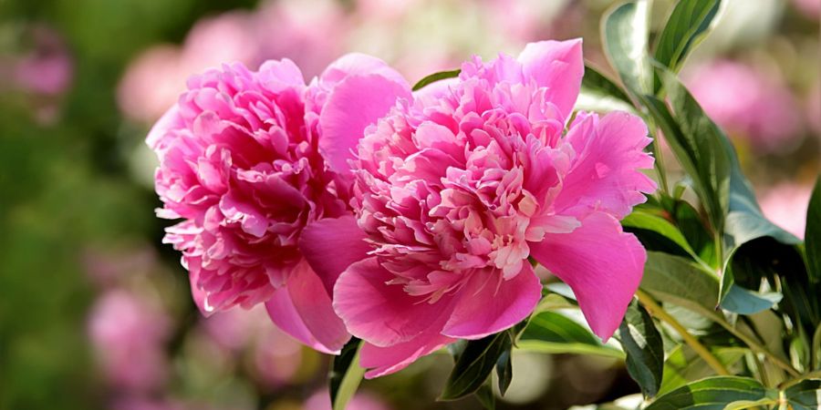 pink peony