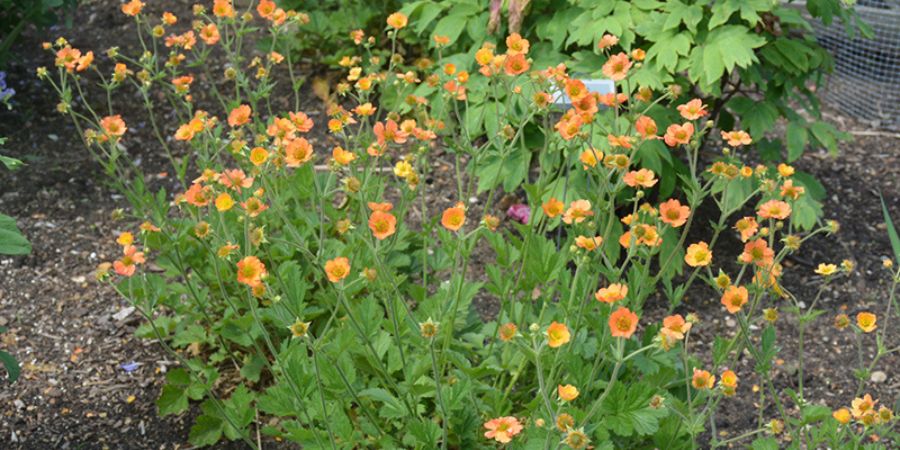 Avens Geum