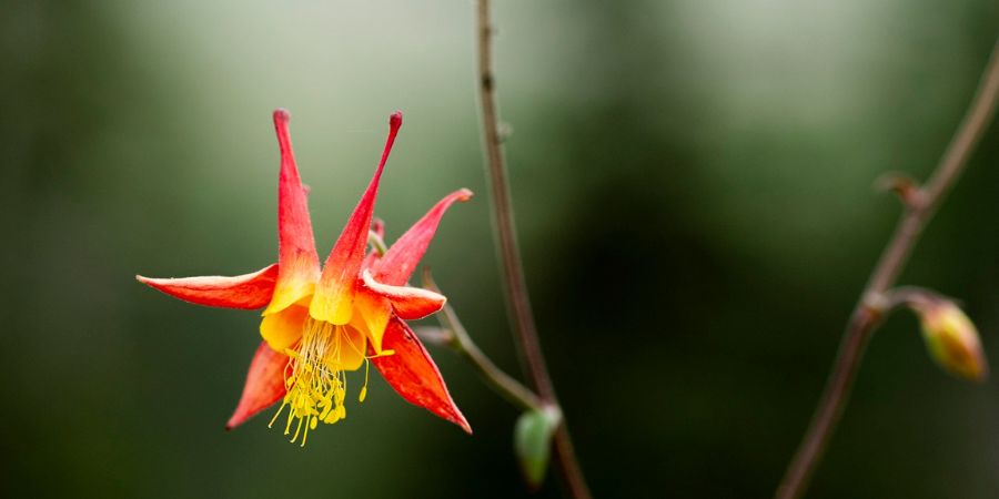 Columbine