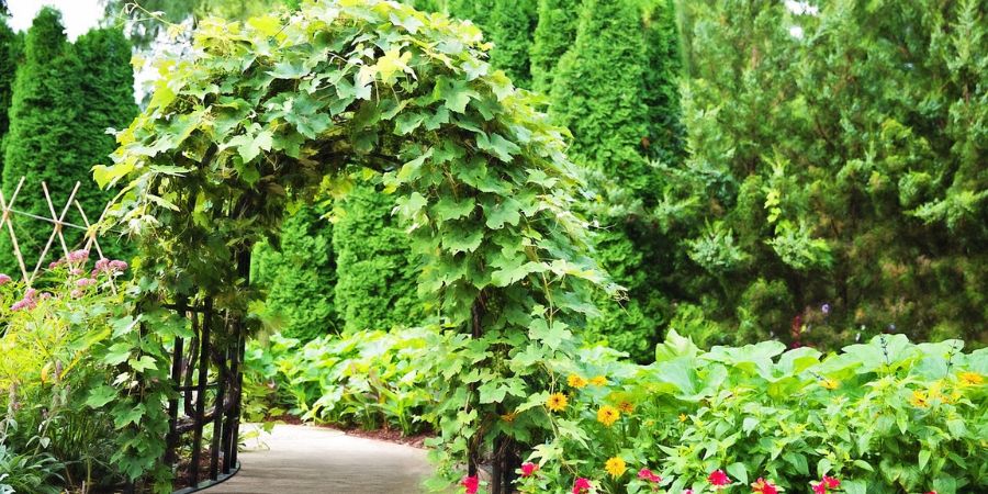 vertical gardening