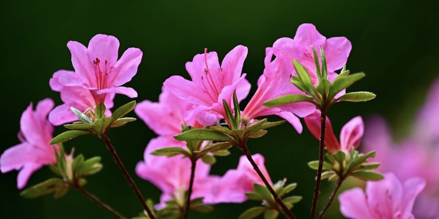 rhododendron