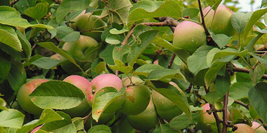 liberty apple tree