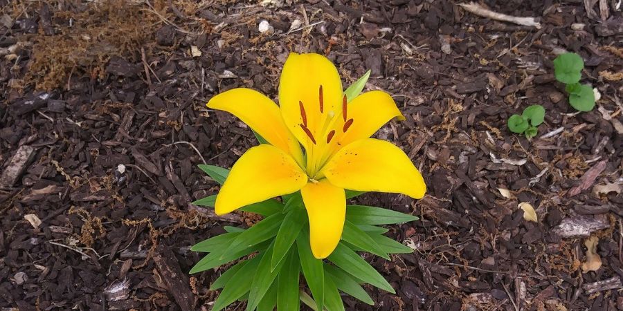 mulch and lily