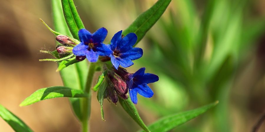 lungwort