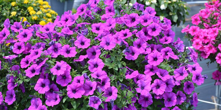 purple petunia